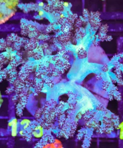 Wysiwyg XL Blue Leather Coral Colony | Island of Java (C135)