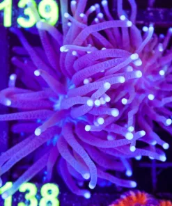 Wysiwyg 2x Long tentacle plate corals (C138)