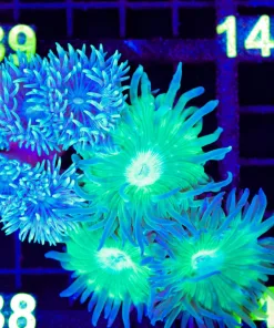 Wysiwyg 2for1 Blue Duncan x Lime Duncan Mini | Colony Combo Pack (C138)