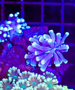 Wysiwyg 2x Long tentacle plate corals | Small (C139)