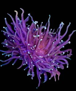 Wysiwyg Purple Torch Coral (C14)