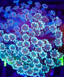 Wysiwyg Combo Alveopora Colony (C140)
