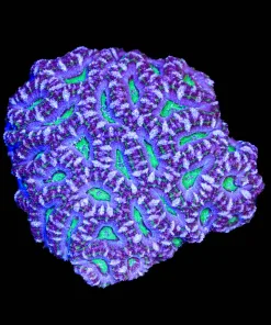 Wysiwyg Massive Acan Coral Colony (C141)
