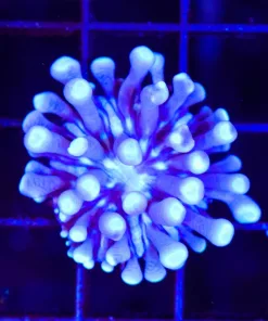 Wysiwyg Tiny Long Tentacle Plate Coral (C144)