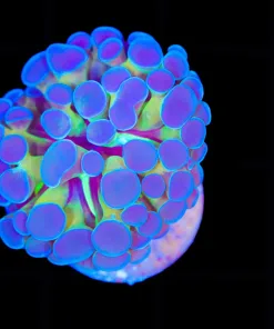 Wysiwyg Tiny Two Tone Hammer Coral Frag (C145)