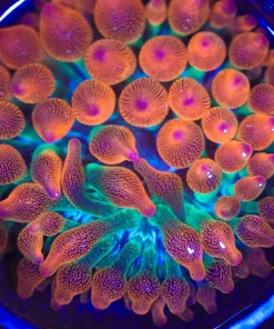 Wysiwyg Bubbletip Anemone (C147)