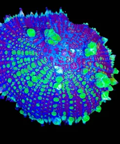 Wysiwyg Large Plutonium Bounce Mushroom (C148)