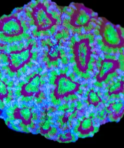 Wysiwyg Acan Coral Colony (C148)