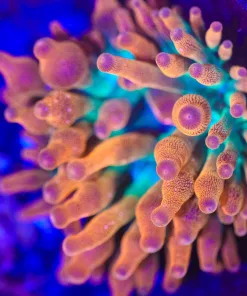 Wysiwyg Bubbletip Anemone (C149)
