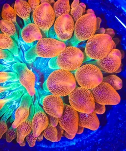 Wysiwyg Ultra BubbleTip Anemone (C149)