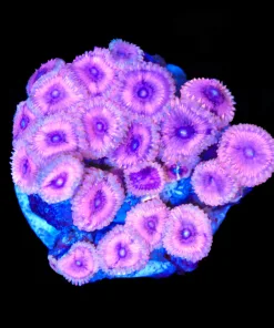 Wysiwyg One Of A Kind Mini Zoanthid Colony (C150)