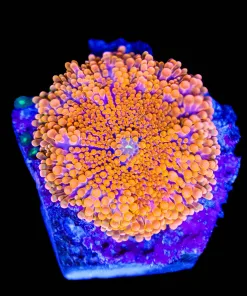 Wysiwyg Super Bright Oragina Ricordea Yuma (C151)