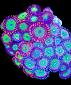 Wysiwyg Crazy Combo Zoanthid Colony (C152)