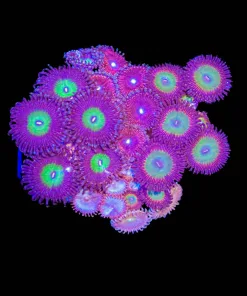 Wysiwyg Crazy Combo Zoanthid Rock (C153)