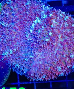 Wysiwyg XXL Blue Purple Fire Mushroom (C153)