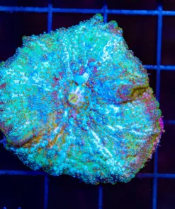 Wysiwyg Unique Storm Trooper Mushroom |Begging to grow bounce vesicles (C154)