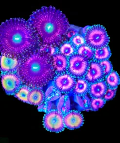 Wysiwyg Combo Mini Zoanthid Colony (C155)