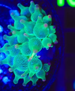 Wysiwyg Small Green BubbleTip Anemone (C155)
