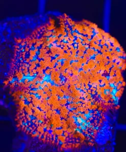Wysiwyg Firestorm Hairy Mushroom Coral | Intense (C156)