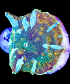 Wysiwyg Lightning Mushroom Coral (C156) *Free Shipping ! Minimum $249 livestock spend*