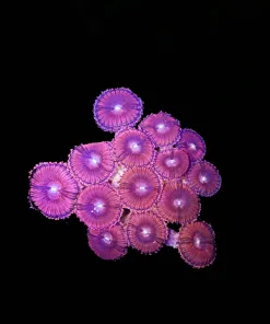 Wysiwyg Pricness 99 Zoanthid Mini Colony (C157)
