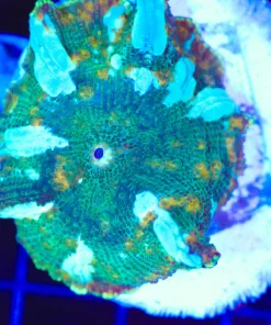 Wysiwyg LIghtning Mushroom Coral (C157) *Free Shipping ! No Minimum Livestock Spend*