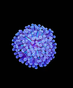 Wysiwyg Unique Blue Streak Hammer Coral Frag (C158)