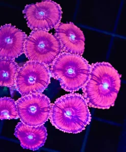 Wysiwyg Pink Infusion Zoanthid Mini Colony (C158)