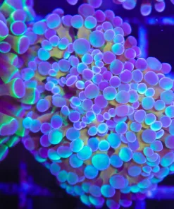 Wysiwyg Watercolro Hammer Coral (C16)