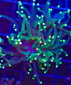 Wysiwyg Torch Coral (C16)