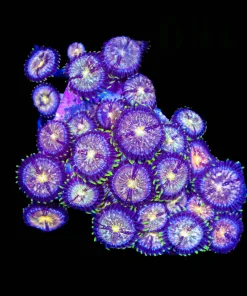 Wysiwyg Nirvana Zoanthid COlony | Many Heads (C160)