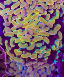 Golden Kiwi Branching Hammer | Coral Frag (C163)
