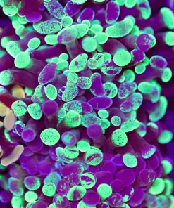 Mutant Hammer Coral Frag (C164)