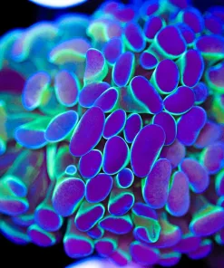 Acid Trip Hammer Frag (C165)