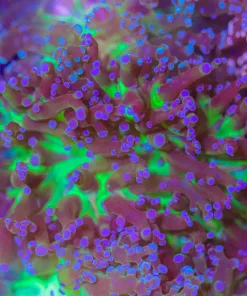 Wysiwyg Yoshi's Frogspawn (C168)