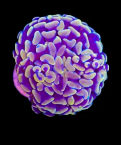 Wysiwyg Orange Hammer Coral | Australia | Very Rare Coloy (C17)