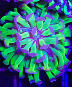 Wysiwyg Classic Hammer Coral (C17)