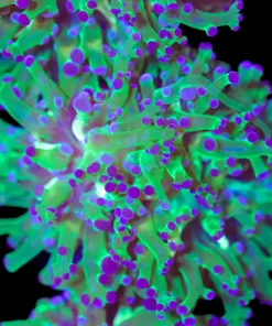Classic Frogspawn (C170)