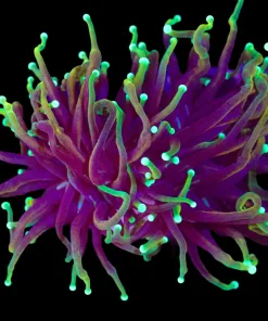 Wysiwyg Draon Soul Torch Coral (C2)