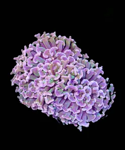 Wysiwyg Large Hammer Coral (C20)
