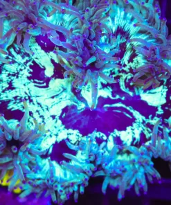 Wysiwyg Elegance Coral (C20)