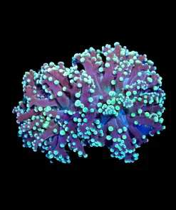 Wysiwyg Green Frogspawn Coral Farg (C22)