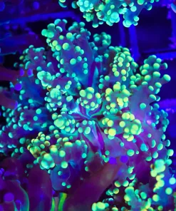 Wysiwyg Small Octospawn Coral Frag (C22)