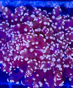 Wysiwyg Purple / Orange Octospawn (C23)