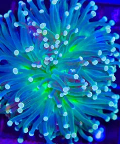 Wysiwyg WIld Australian Troch Coral | Unique Color and Hue (C24)