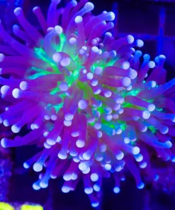 Wysiwyg WIld Australian Troch Coral | Unique Color and Hue (C25)