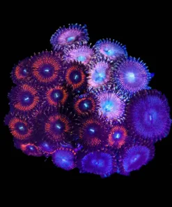 Wysiwyg Combo Zoanthid Mini Colony (C26)