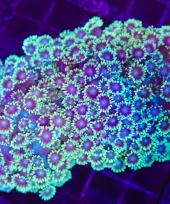 Wysiwyg Large Australian Flowerpot Coral Colony (C26)