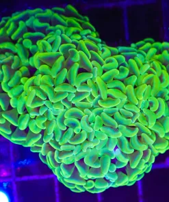 Wysiwyg iridescent hammer coral colony (C27)