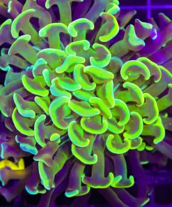 Wysiwyg Large Golden Globe Hammer Coral (C28)